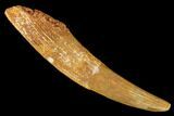 Large, Fossil Pterosaur (Siroccopteryx) Tooth - Morocco #167161-1